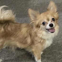 Corgi - Chihuahua