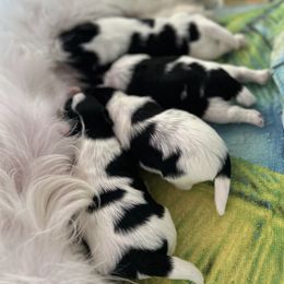 Shih Tzu Puppies from Sherrie’s Pups