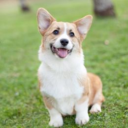 Pembroke Welsh Corgi Puppies from Rollnoaks & Cottontail AKC Pembroke Welsh Corgis
