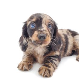 Dachshund Puppies from AKDachshunds