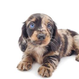 Dachshund Puppies from AKDachshunds
