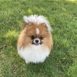 Herms - Pomeranian