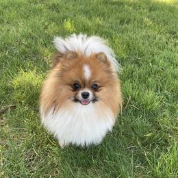 Herms - Pomeranian