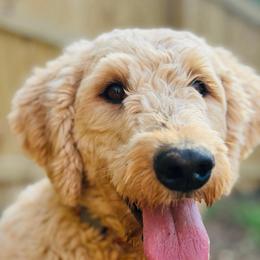 Goldie - Goldendoodle