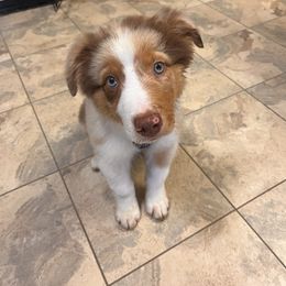 Australian Shepherd Puppies from Stover's Australian Shepherd's