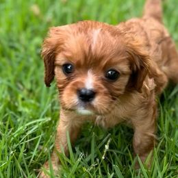SNEEZY - Ruby Cavalier King Charles Spaniel puppy in Awendaw, South Carolina from Just A Little Cavalier