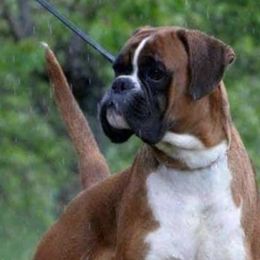 Boxers and French Bulldogs from Galaxy Boxers & French Bulldogs