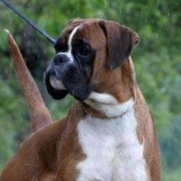 Boxers and French Bulldogs from Galaxy Boxers & French Bulldogs