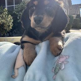 Mario - Black and tan male Dachshund puppy in Moreno Valley, California from DeLorenzo Dachshunds