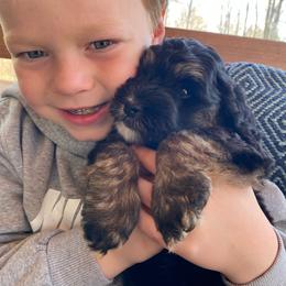 TangoWool Opera - Tri-color male Australian Labradoodle puppy in Otis, Massachusetts from Tango Wool Labradoodles