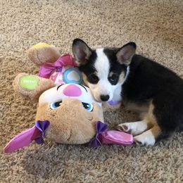 Pembroke Welsh Corgi Puppies from Loves Classic Corgis