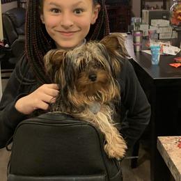 Yorkshire Terrier Puppies from Missy Lu Lap Puppies