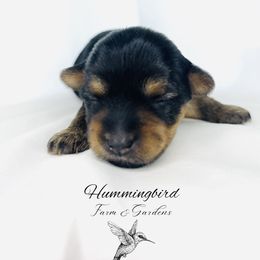 Yorkshire Terrier Puppies from Hummingbird Farm & Gardens