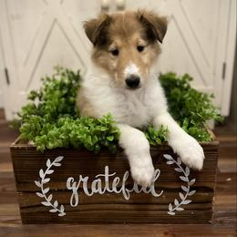 Lucas - Sable and white male Collie puppy in Chilhowie, Virginia from Jolly Collies