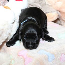 Cockapoo Puppies from JP Cockapoos LLC