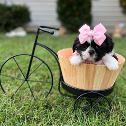 Fushia Collar - Rosie Christine - Tricolor female Shih Tzu puppy in Mays Landing, New Jersey from Fancy Paws Shorkies & Shih Tzus