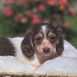 Ruffles - Chocolate and cream female Dachshund puppy in Mcminnville, Tennessee from Red Barn Farms Minis