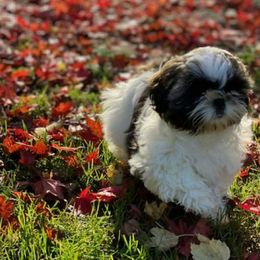 Shih Tzu Puppies from Jazzie Shih Tzu