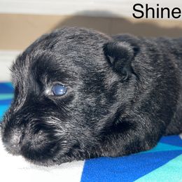 Scottish Terrier Puppies from Oodles of Cuties!