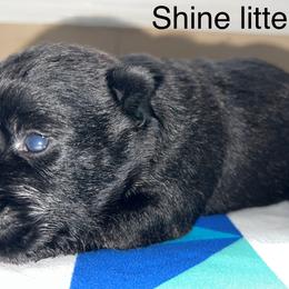 Scottish Terrier Puppies from Oodles of Cuties!