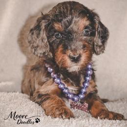 Prada - Tri-color female Bernedoodle puppy in Ohio from Moore Doodles