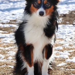 Axel - Toy Australian Shepherd