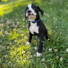 Boy 2 - Brindle male Boxer puppy in Prestonsburg, Kentucky from Bre’s Boxers