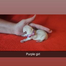 Purple girl - Wheaten female Scottish Terrier puppy in Oakley, Michigan from Lindsay's Scottish Terriers