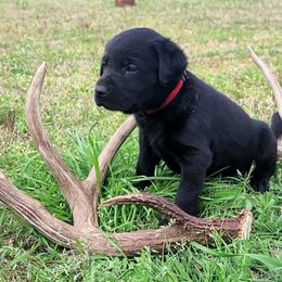 Labrador Retriever Puppies from Deer Creek sport dogs