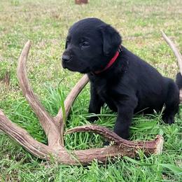 Labrador Retriever Puppies from Deer Creek sport dogs