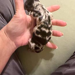 First kiss - Dapple female Dachshund puppy in Irving, Texas from DFW Dachshunds by G & S