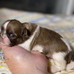 Jeremiah - Liver and white male Shih Tzu puppy in Cullman, Alabama from Divine Hill Farm