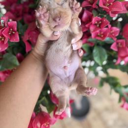 Dapple - Dapple male Dachshund puppy in Harold, Kentucky from Taylors Tiny Tails
