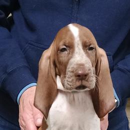 Serena's Light Blue Collar Boy - White and chestnut male Bracco Italiano puppy in Albion, Michigan from Bracco Dynasty