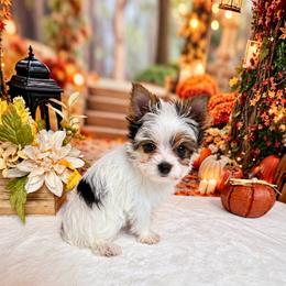 Girl 1 2500 - Parti female Yorkshire Terrier puppy in Nicholls, Georgia from Southeast Biewers