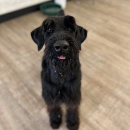 Giant Schnauzer and Poodle All Grown Up from Pawsh K9’s