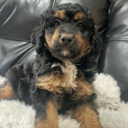 Aussiedoodles, Bernedoodles, and Poodles from Oodles of doodle of Michigan