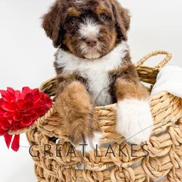 Bear - Tri-color male Bernedoodle puppy in Baroda, Michigan from Great Lakes Bernedoodles