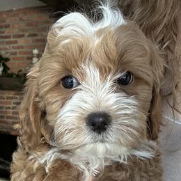 Assorted Doodle Crosses, Bernedoodle, Cavachon, Cavapoochon, Goldendoodle, and Spanish Water Dog Puppies from PitterPatterPuppiesNJ