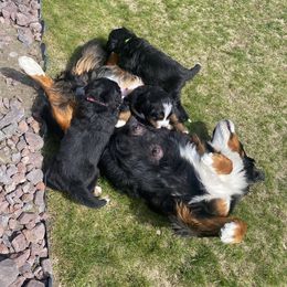 Bernese Mountain Dog Puppies from Benton County Berners
