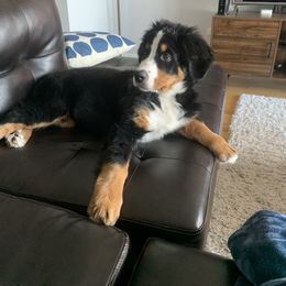 Bernese Mountain Dog Puppies from Lonesome Pine Farm