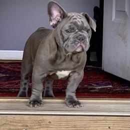 Denim - French Bulldog