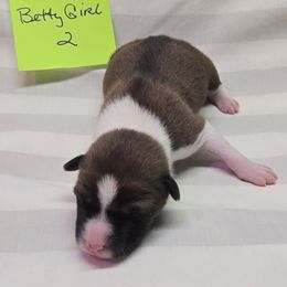Girl 2 - Red and white female Basenji puppy in Caldwell, Texas from Candyce Witte