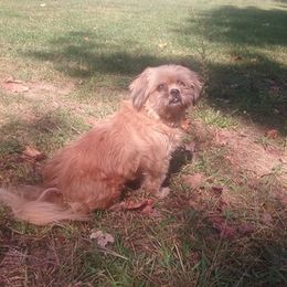 Shih Tzus from Peach Shih Tzu With Love