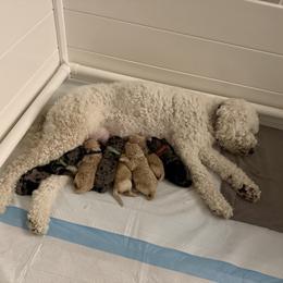 Bernedoodle, Bernese Mountain Dog, Cavalier King Charles Spaniel, Cavapoo, and Poodle Puppies from Ellas.Pups (Bernedoodles & Cavapoos)