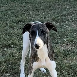 Whippet Puppies from Wendy Stover