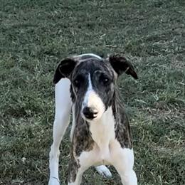 Whippet Puppies from Wendy Stover