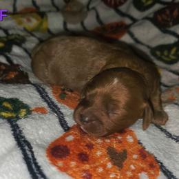 Missy - Red female Cavapoo puppy in Copan, Oklahoma from Lebel Cavapoos