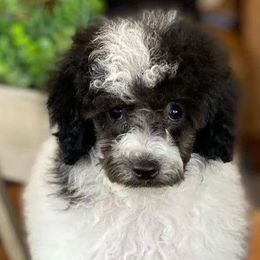 Aussiedoodles, Goldendoodles, and Poodles from JP’s Premium Pets