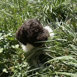 Okra - Chocolate male Labradoodle puppy in Somerset, California from Annie’s Animals